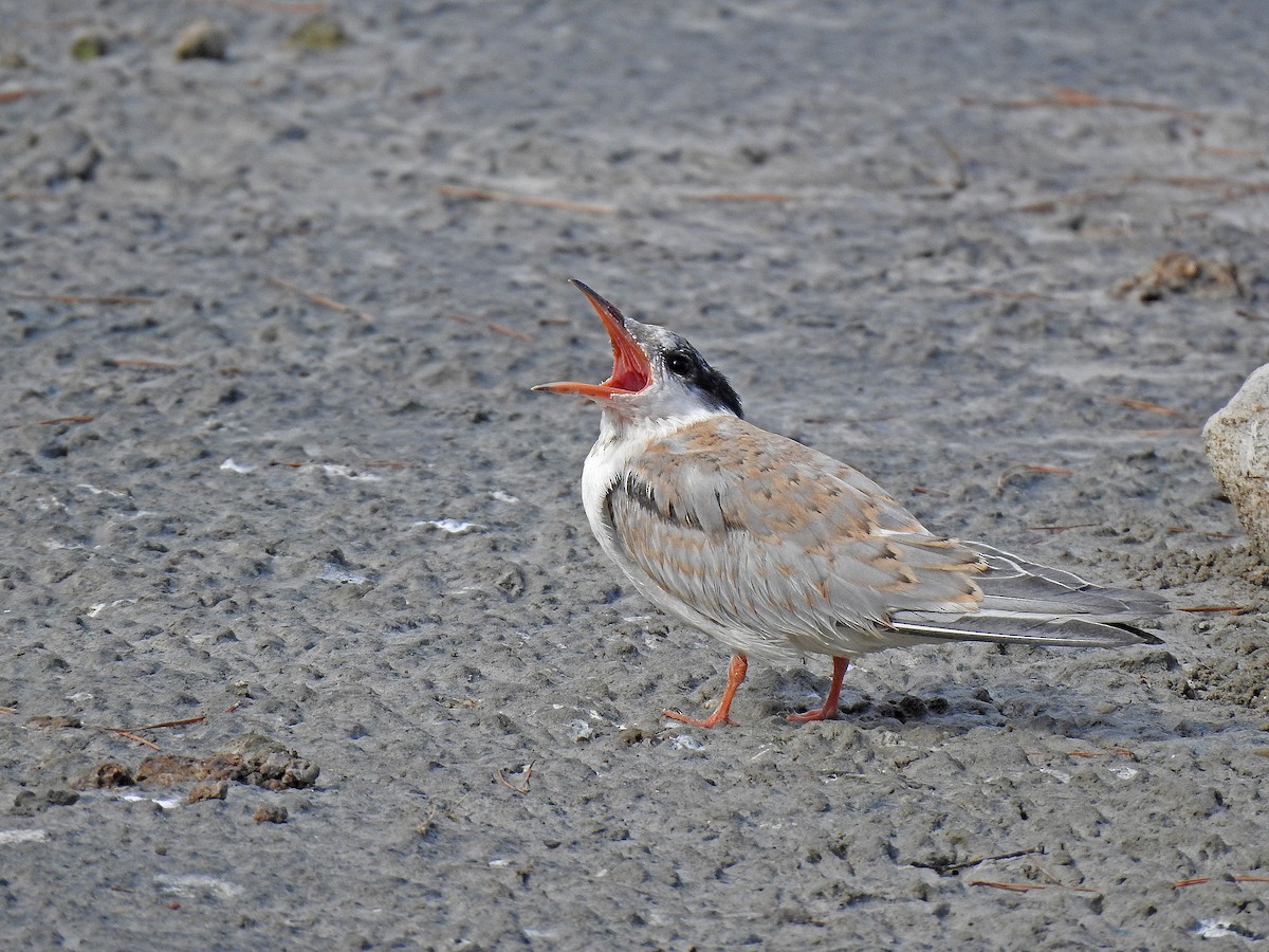 Common Tern - ML620340490