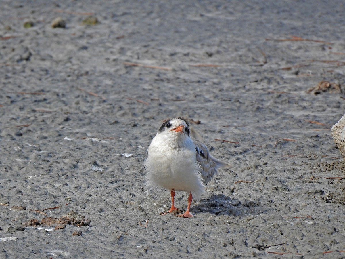 Common Tern - ML620340492