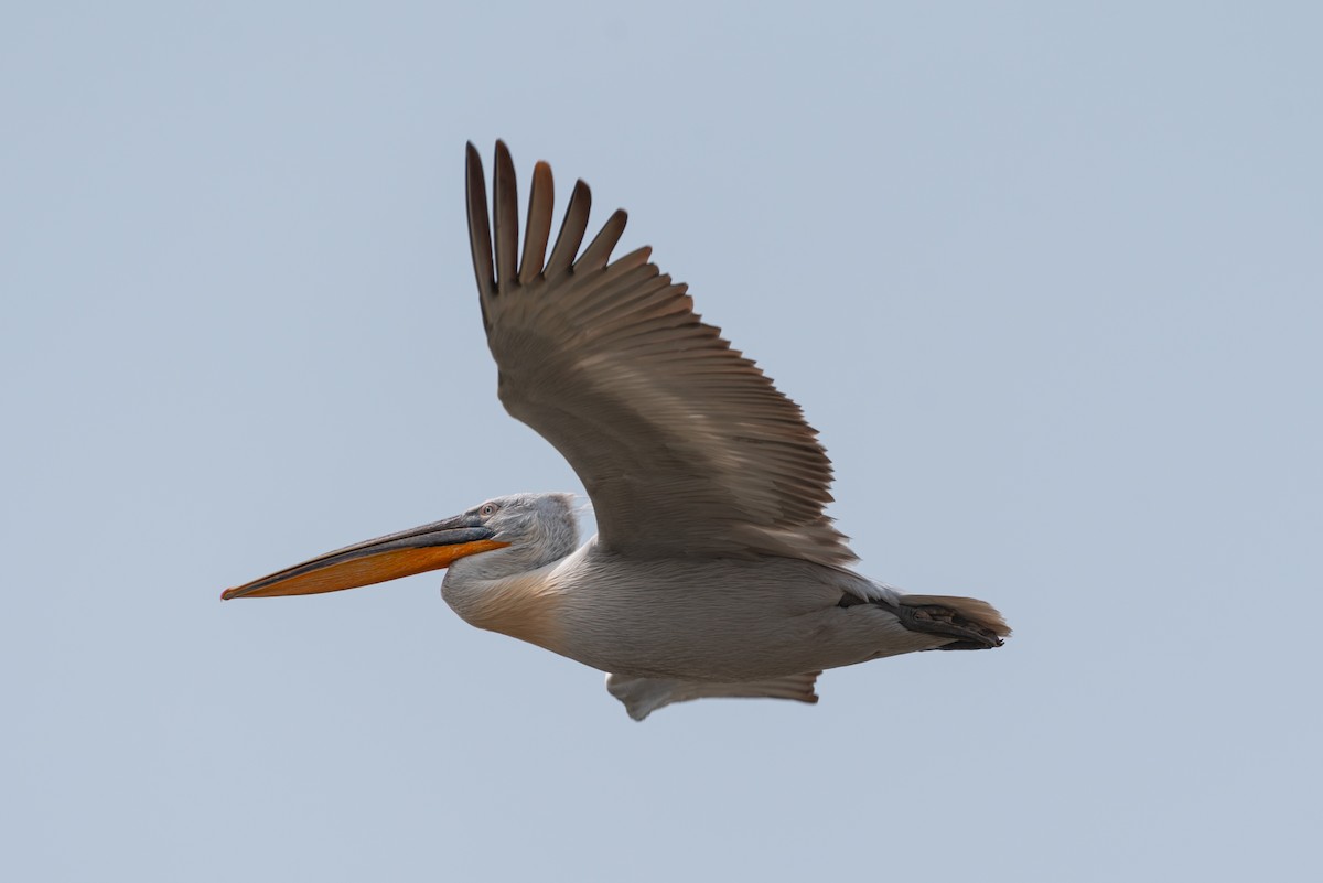 Dalmatian Pelican - ML620340521