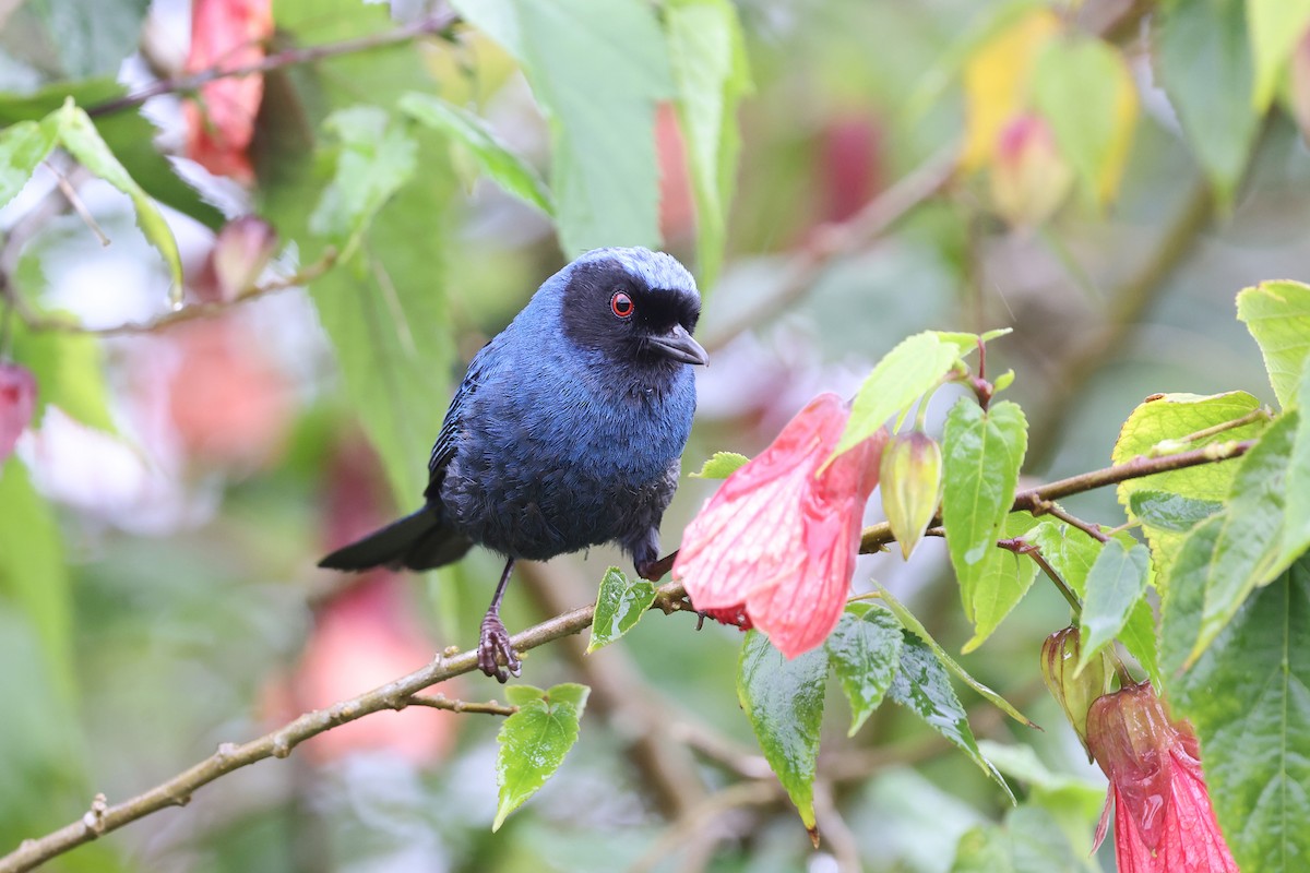 Masked Flowerpiercer - ML620340524