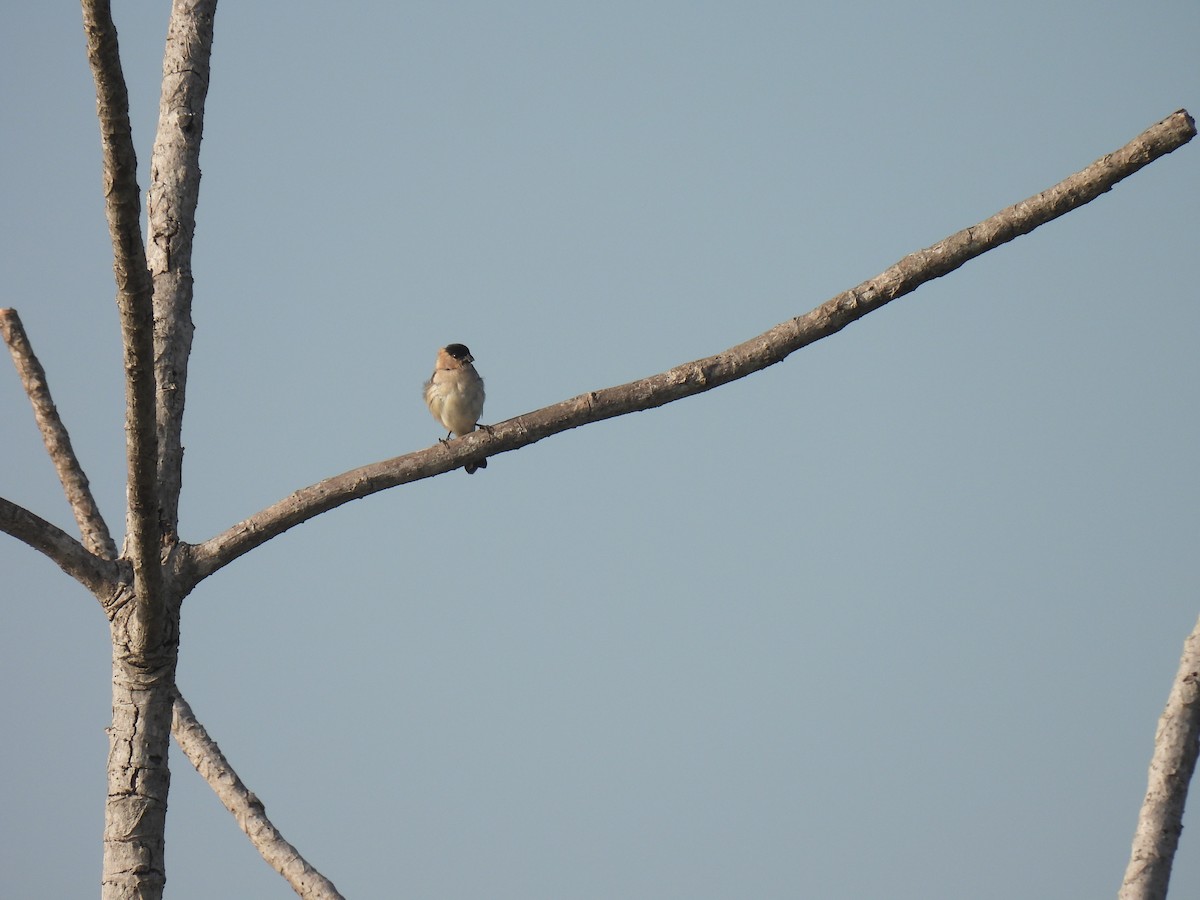 Pearly-bellied Seedeater - ML620340527