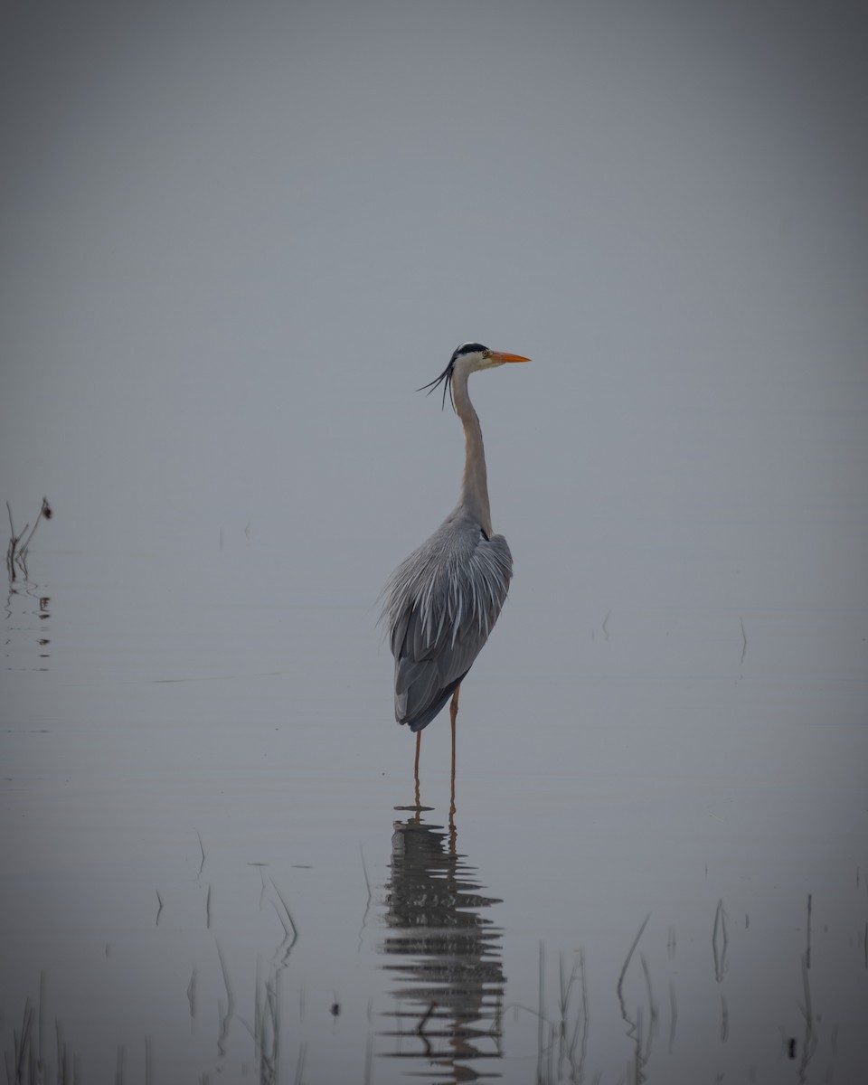 Gray Heron - ML620340530