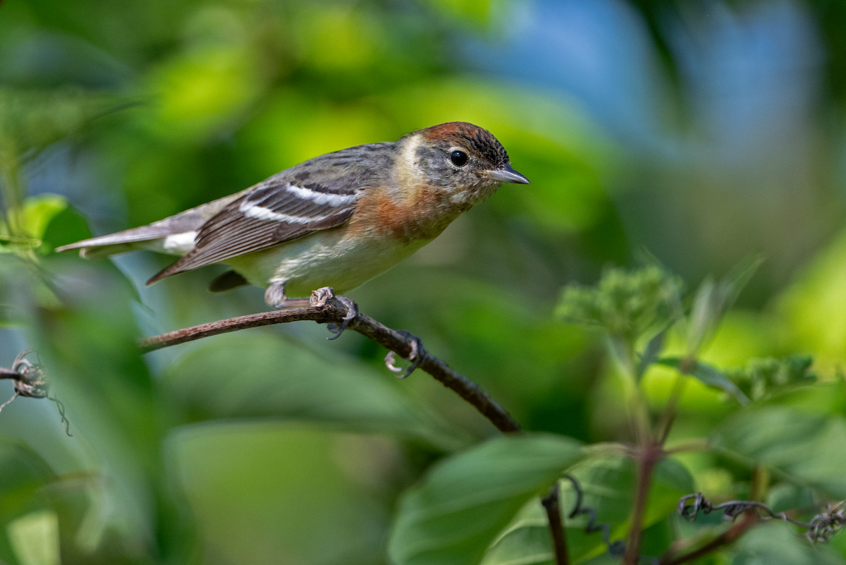 Bay-breasted Warbler - ML620340535