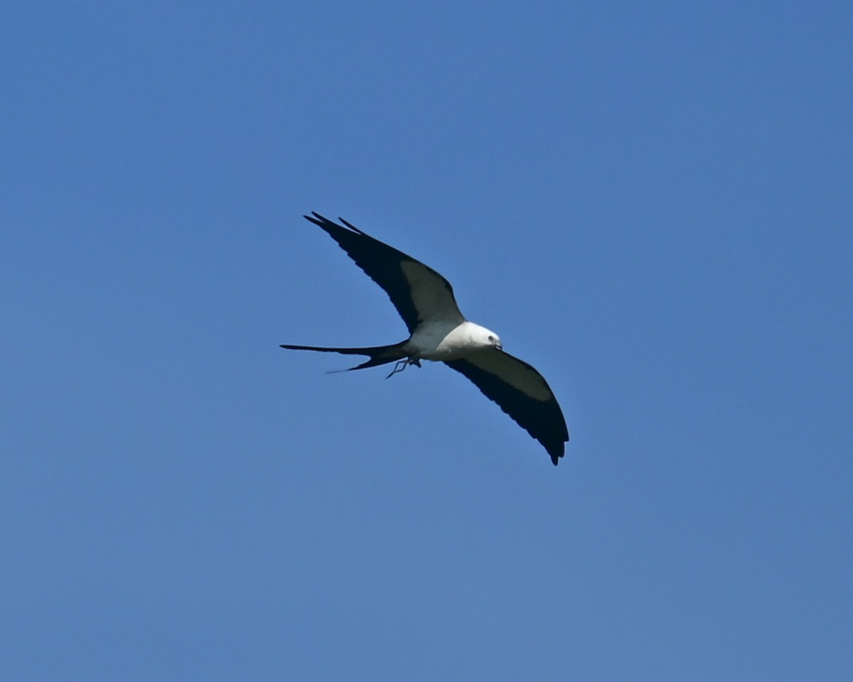 Swallow-tailed Kite - ML620340542