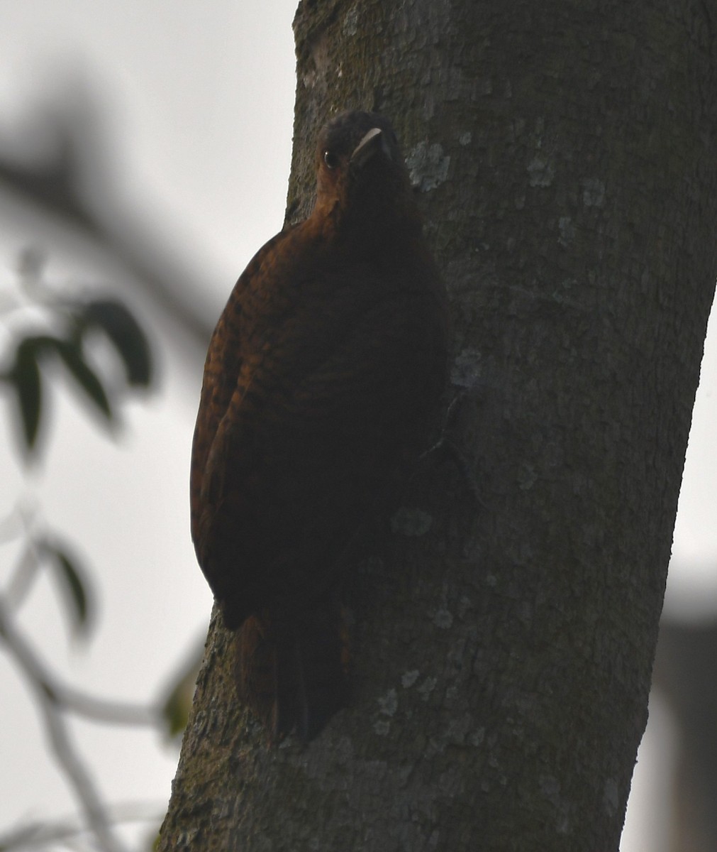Rufous Woodpecker - ML620340561