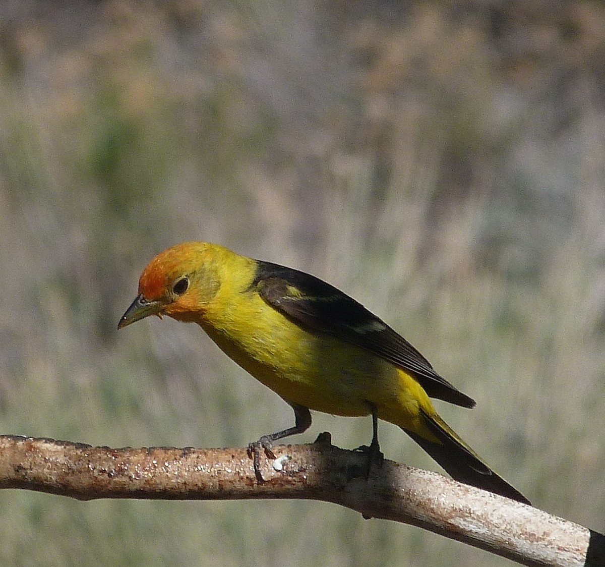 Piranga Carirroja - ML620340563