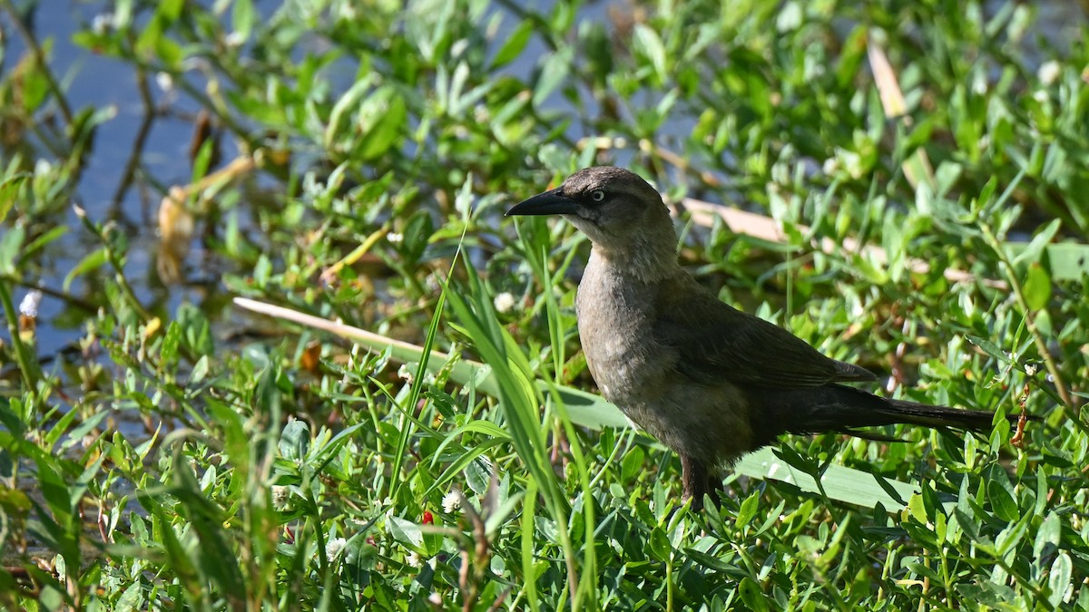 Boat-tailed Grackle - ML620340567