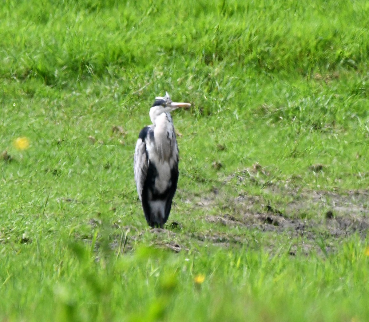 Gray Heron (Gray) - ML620340576