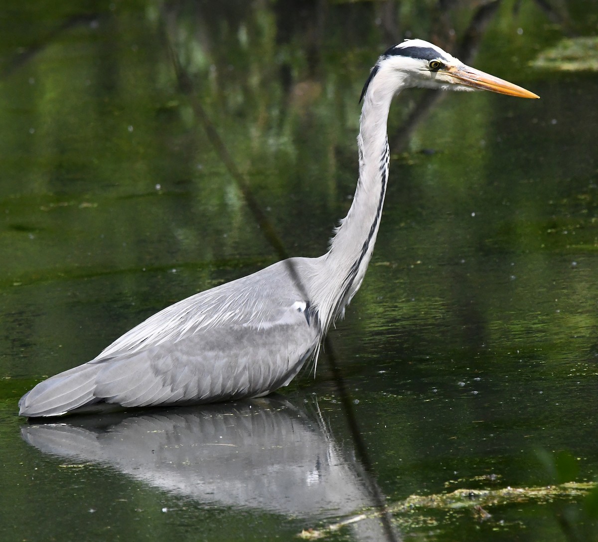 Gray Heron (Gray) - ML620340577