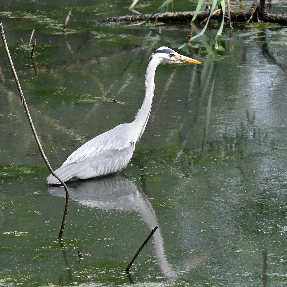 Gray Heron (Gray) - ML620340578