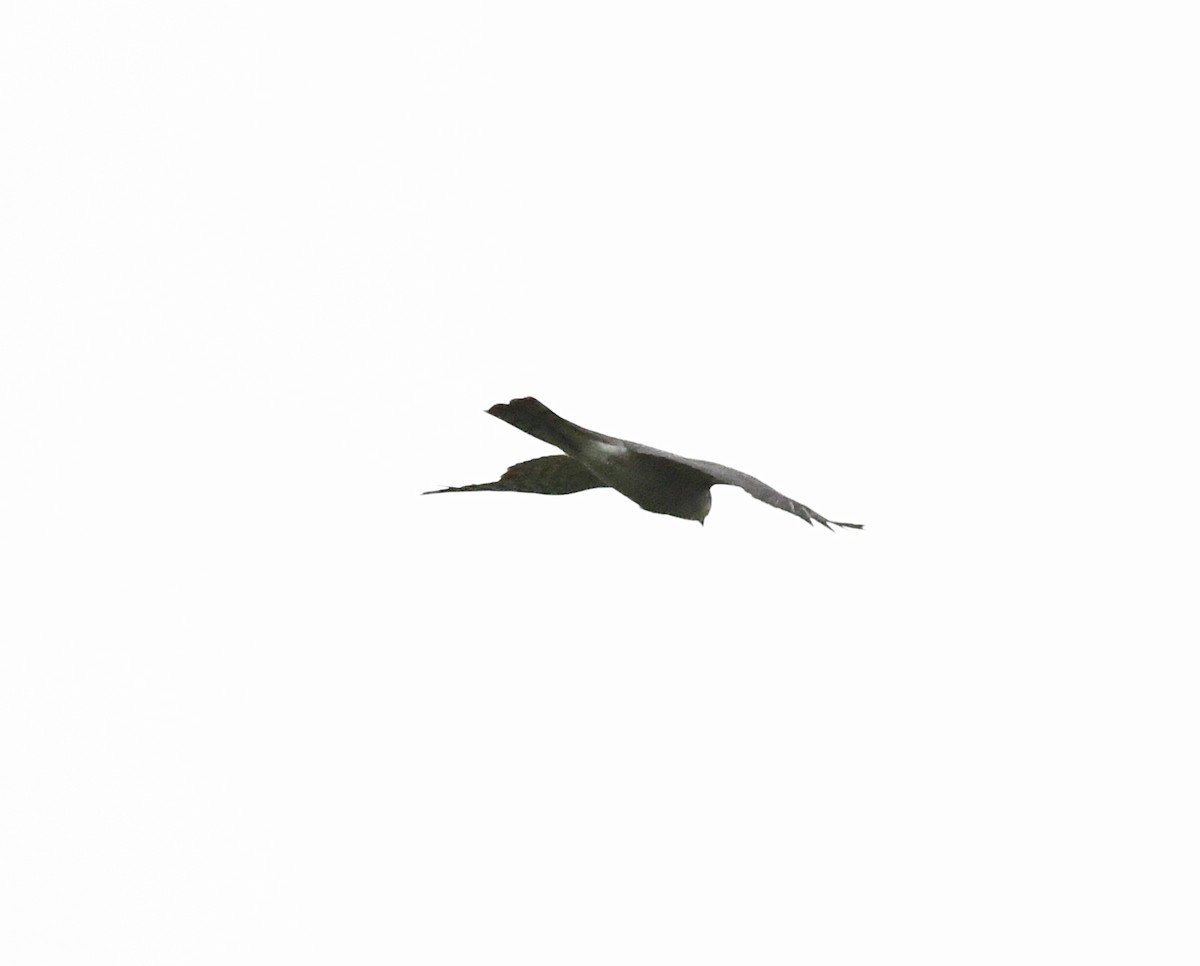 Eurasian Sparrowhawk - ML620340582