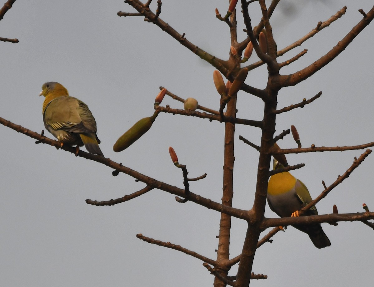 Yellow-footed Green-Pigeon - ML620340588