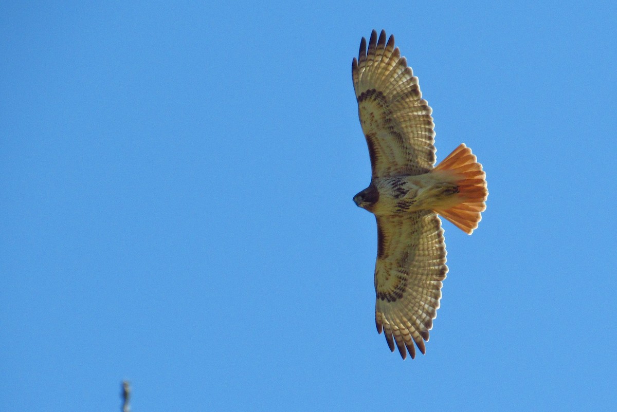 Red-tailed Hawk - ML620340593