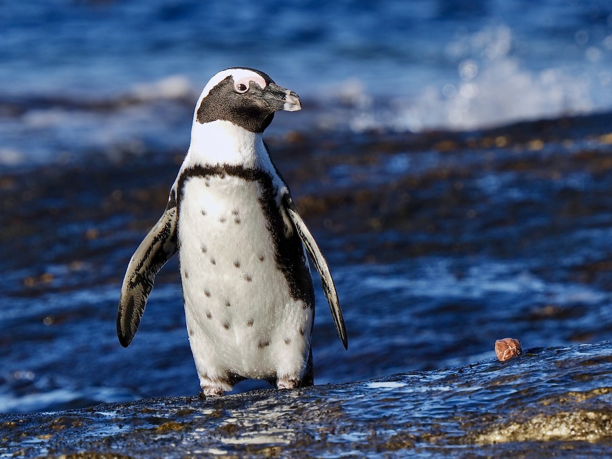 Pingüino de El Cabo - ML620340595