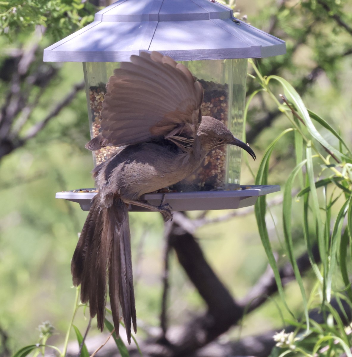 mesquitespottefugl - ML620340607