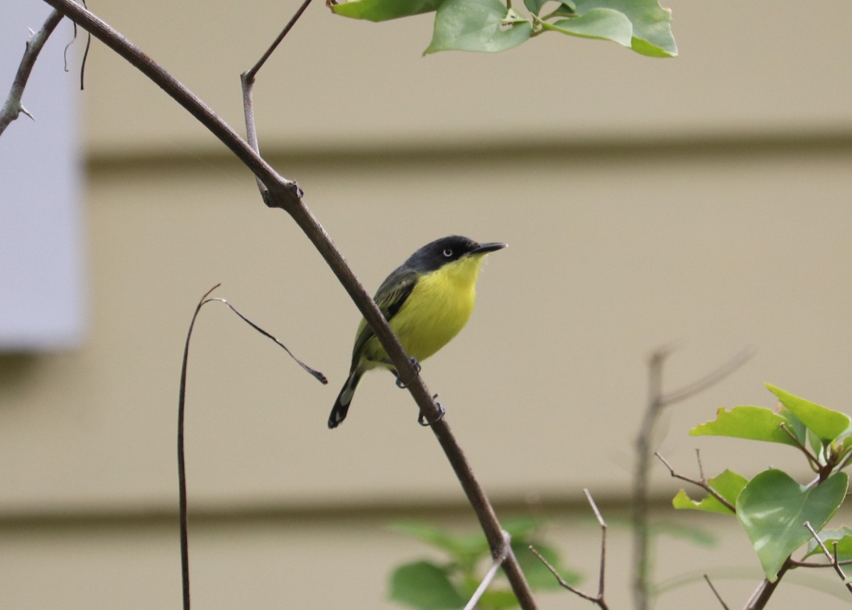 Common Tody-Flycatcher - ML620340612