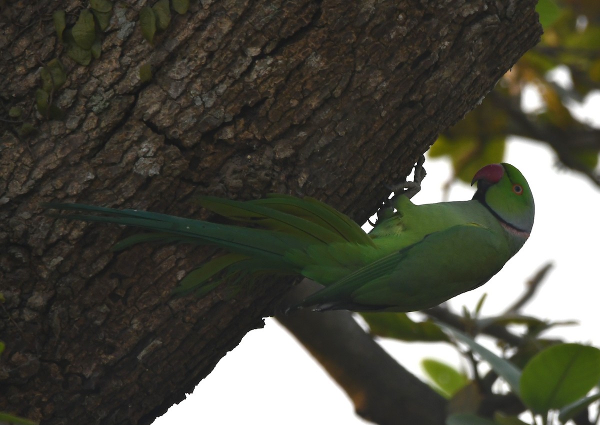 Rose-ringed Parakeet - ML620340617