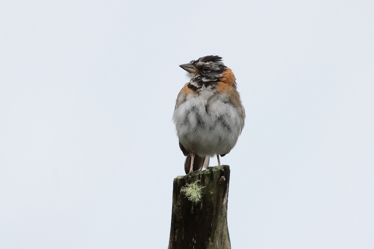 Rufous-collared Sparrow - ML620340625