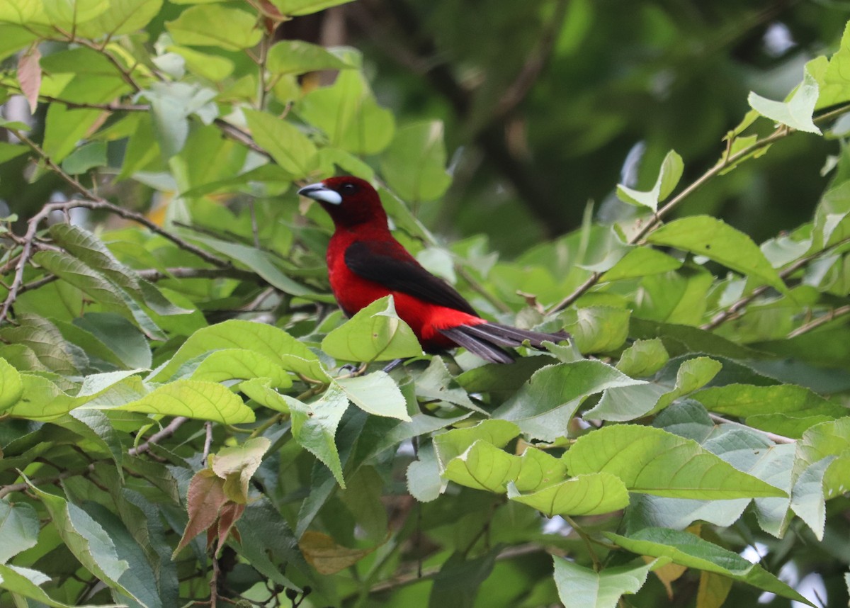 Crimson-backed Tanager - ML620340628