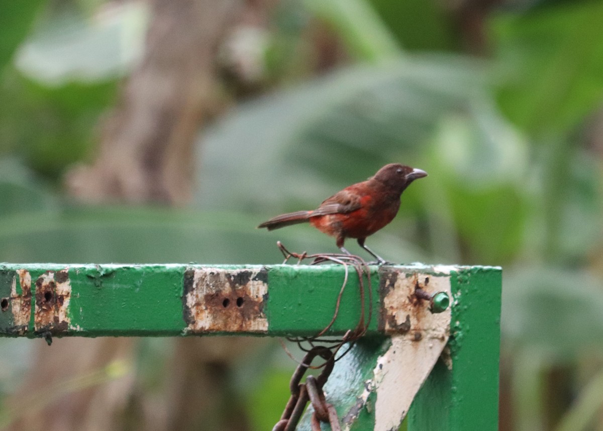 Crimson-backed Tanager - ML620340629