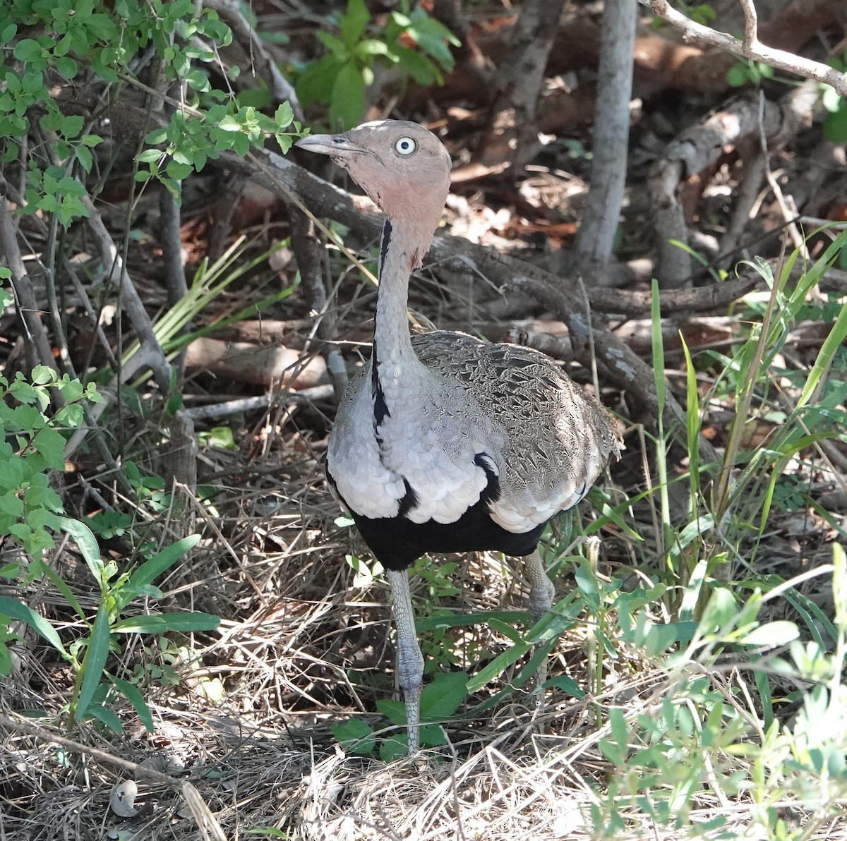 Buff-crested Bustard - ML620340650