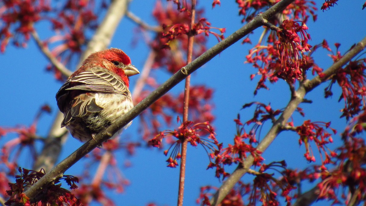 House Finch - ML620340655