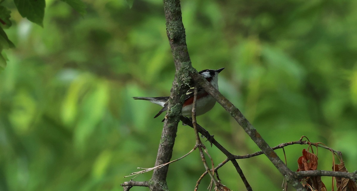 Chestnut-sided Warbler - ML620340657