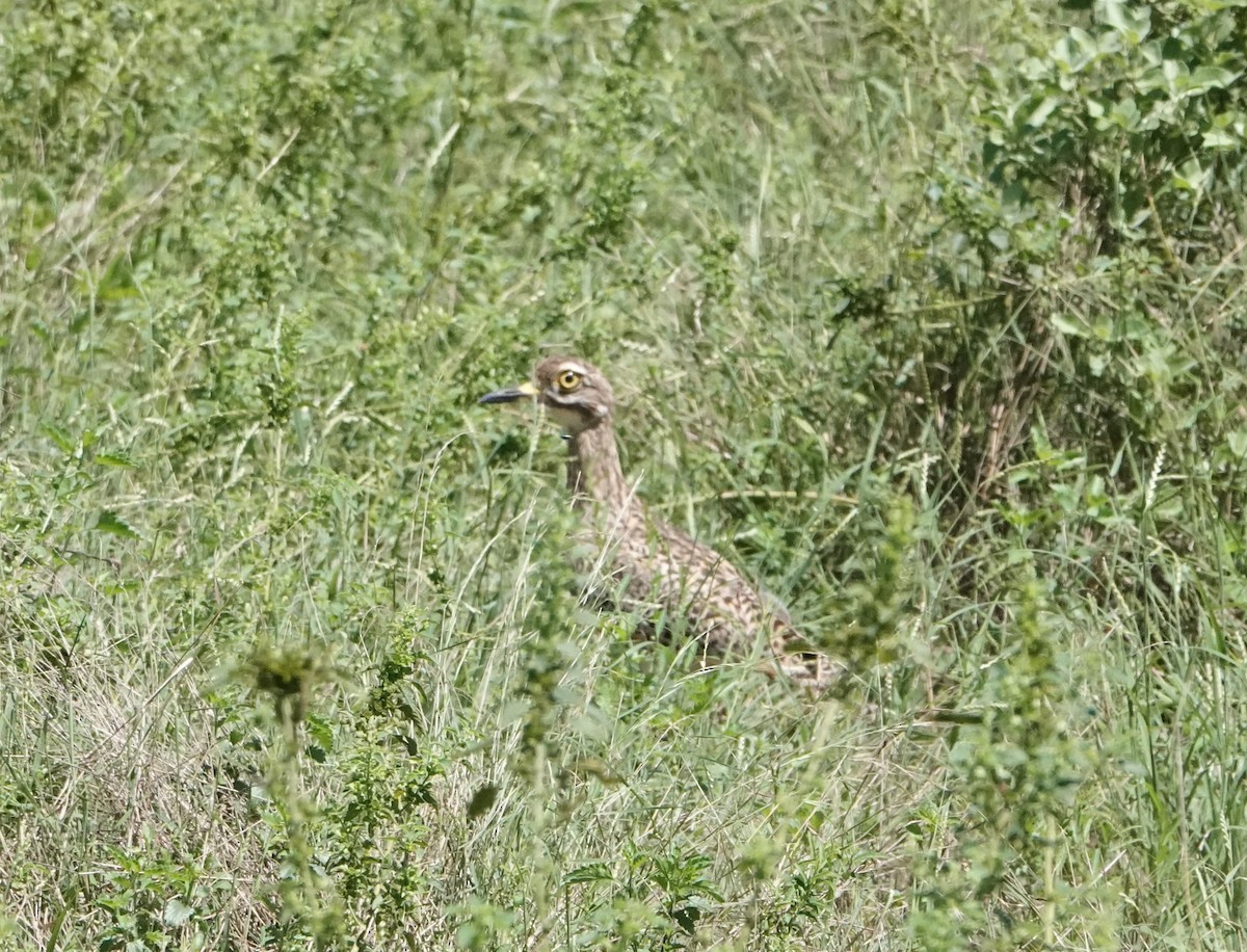Spotted Thick-knee - ML620340658