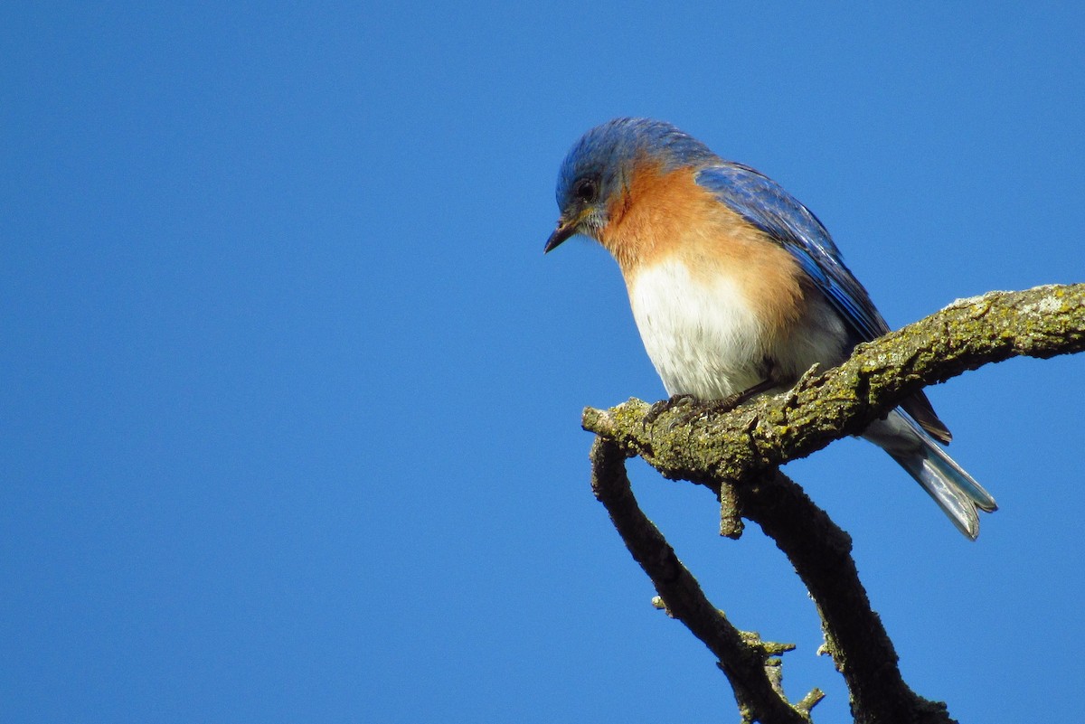 Eastern Bluebird - ML620340662