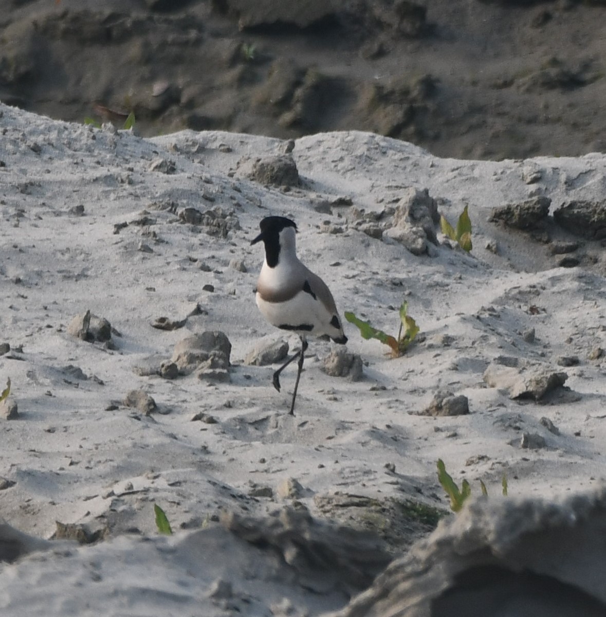 River Lapwing - ML620340668