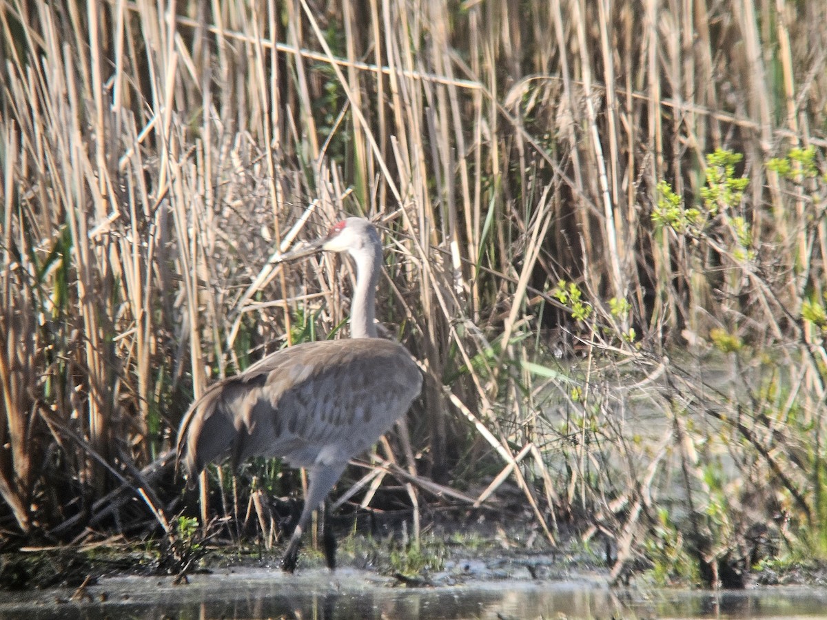 Sandhill Crane - ML620340683