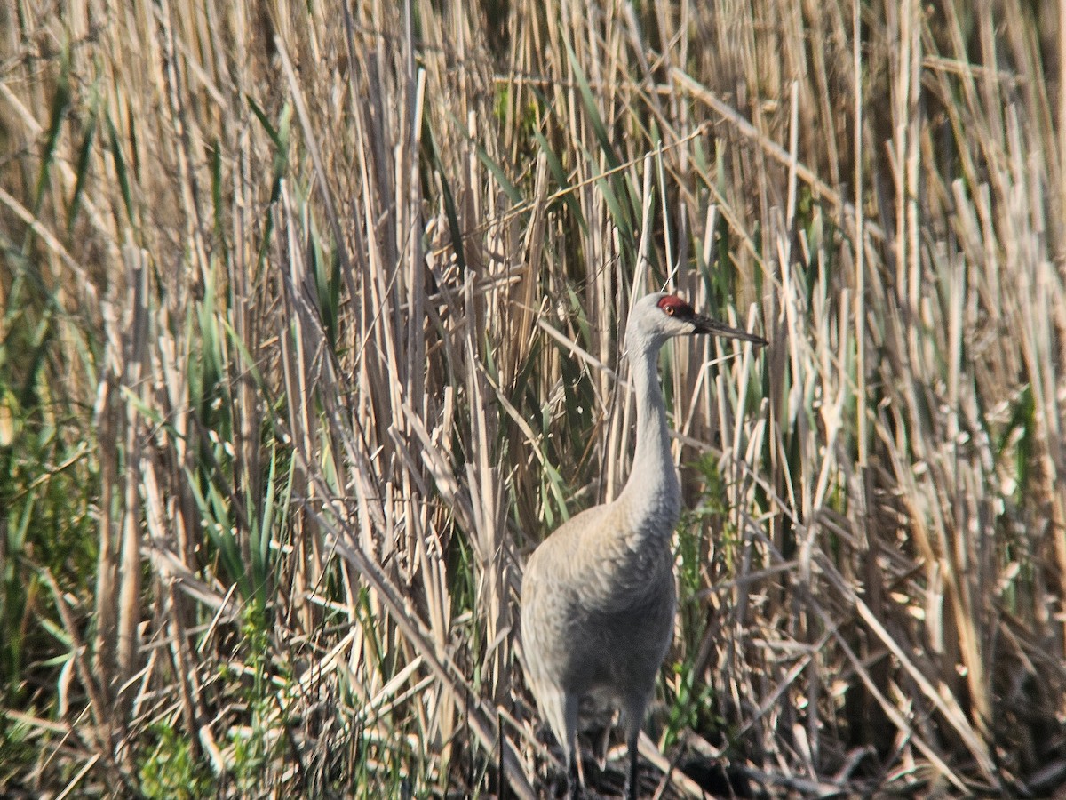 Sandhill Crane - ML620340684