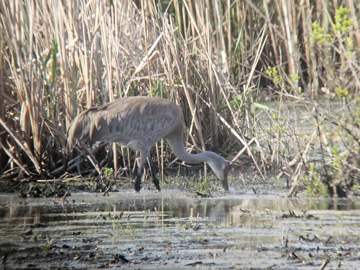 Sandhill Crane - ML620340685