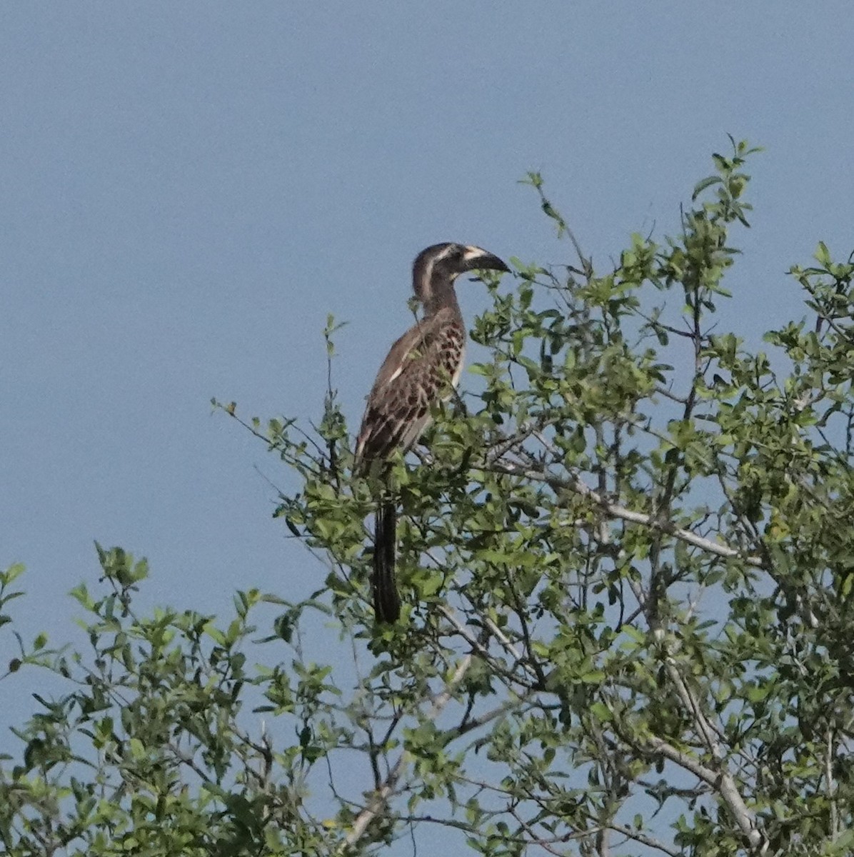 African Gray Hornbill - ML620340686