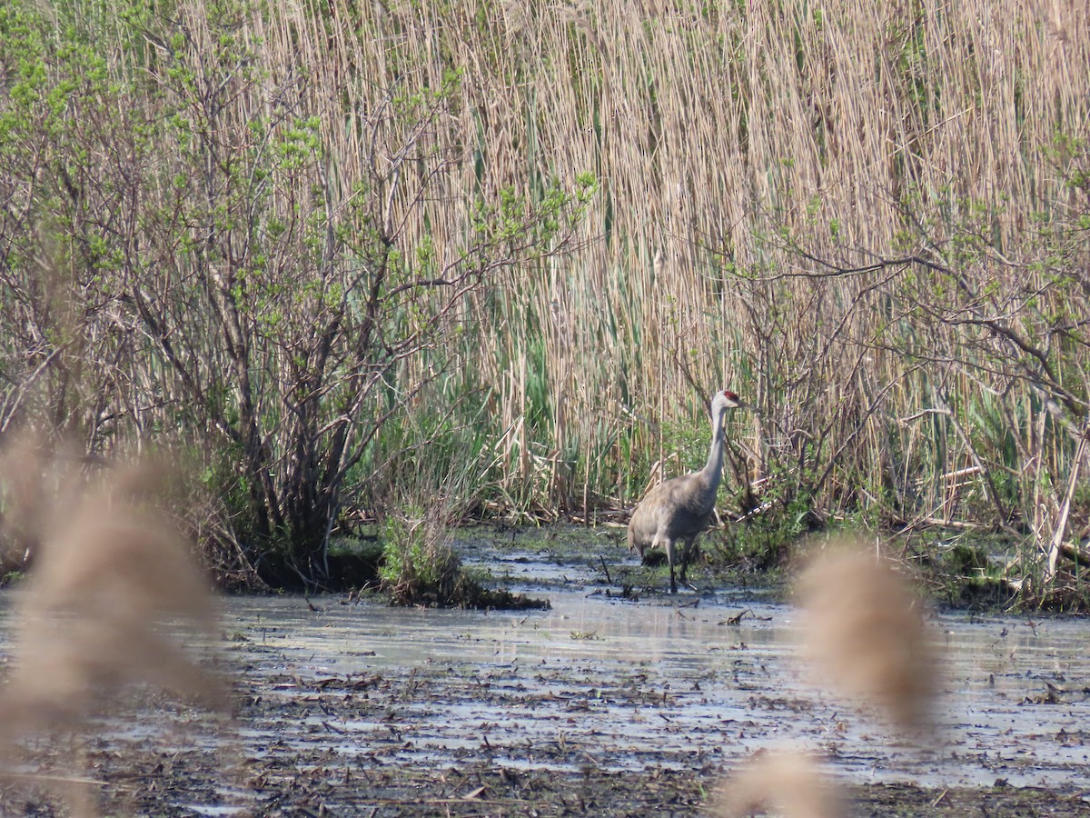 Sandhill Crane - Ray Duffy