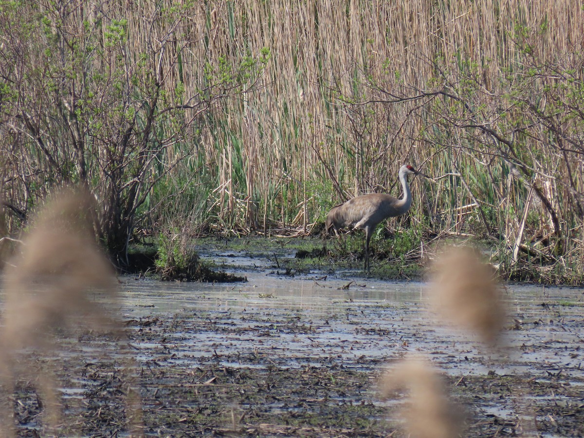 Sandhill Crane - ML620340688