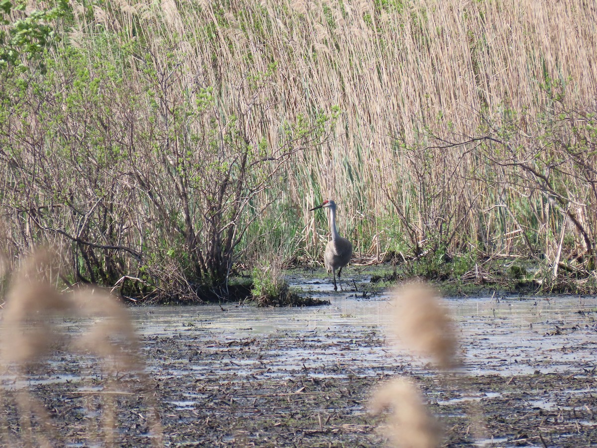 Sandhill Crane - ML620340689