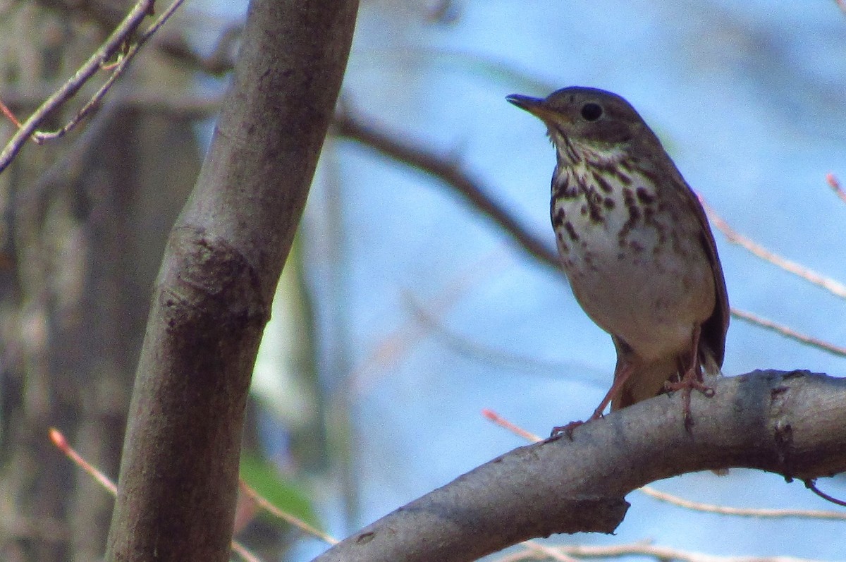 Hermit Thrush - ML620340691