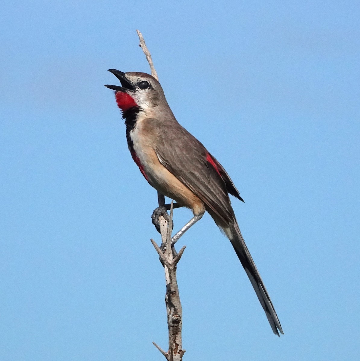 Rosy-patched Bushshrike - ML620340693