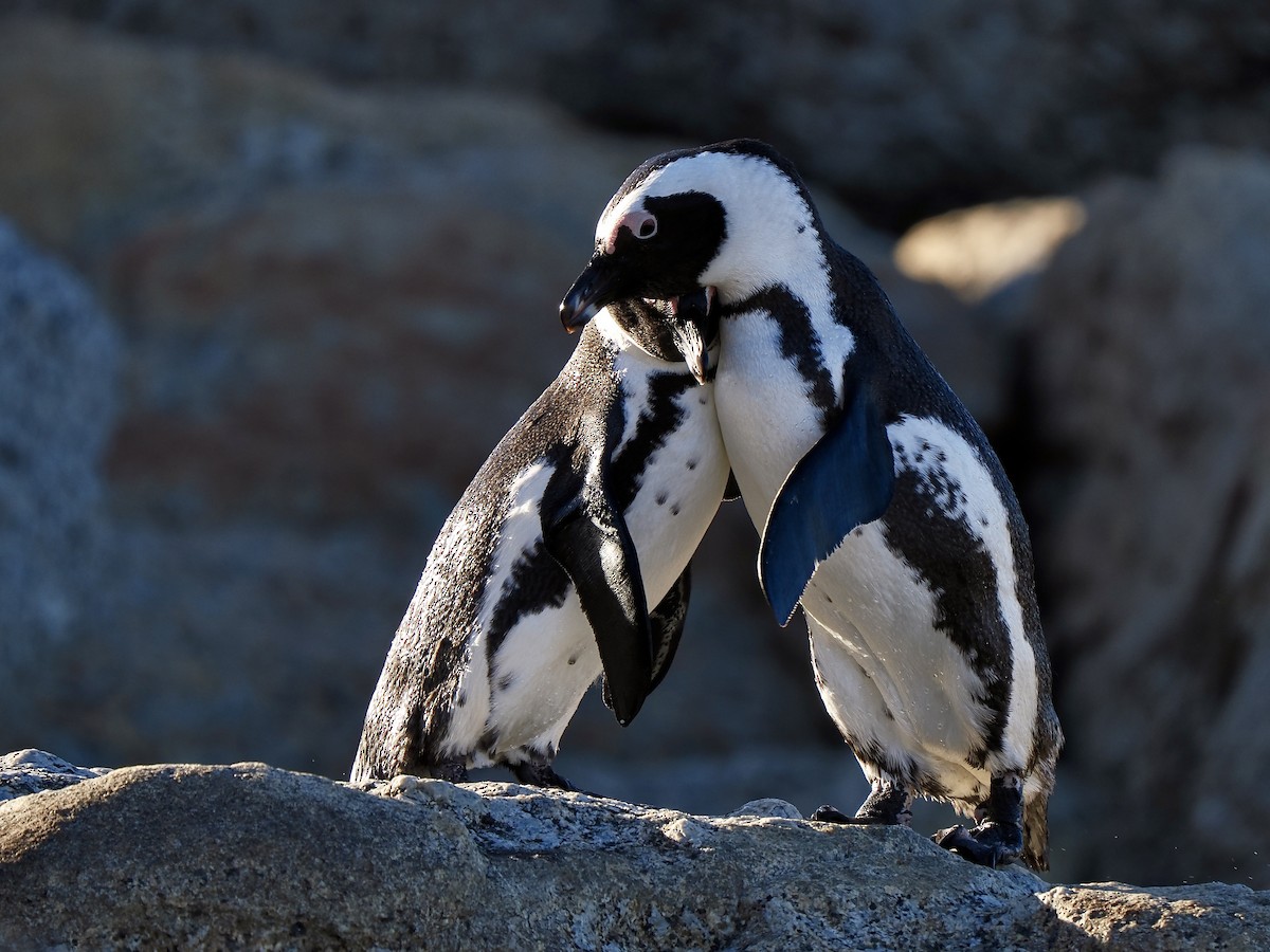 Pingüino de El Cabo - ML620340695