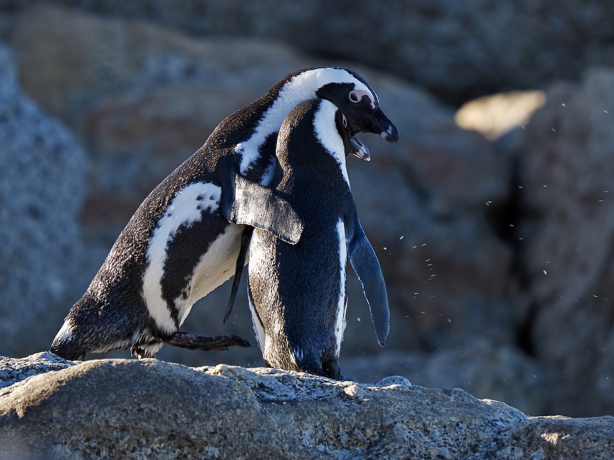 Pingüino de El Cabo - ML620340709