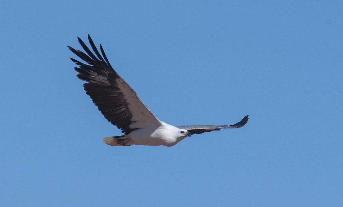 White-bellied Sea-Eagle - ML62034071