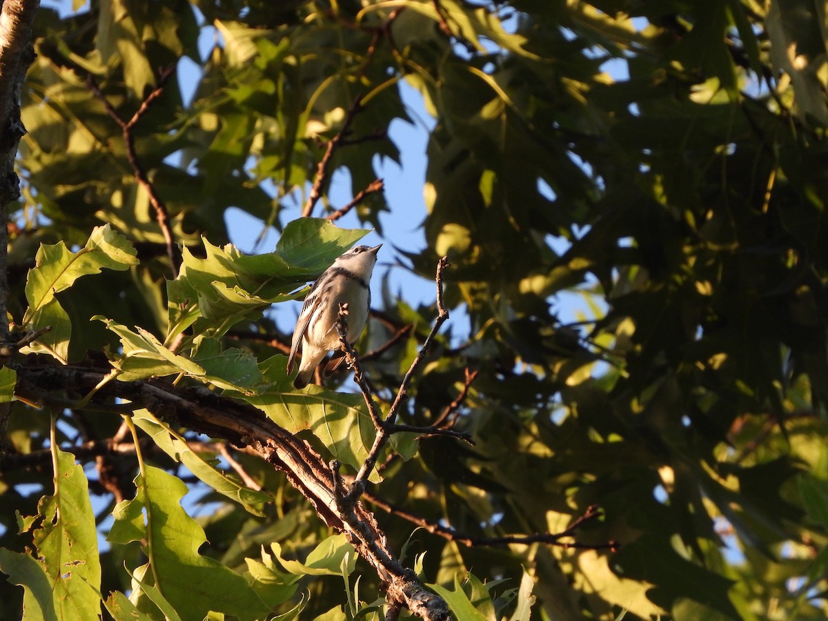 Blauwaldsänger - ML620340721