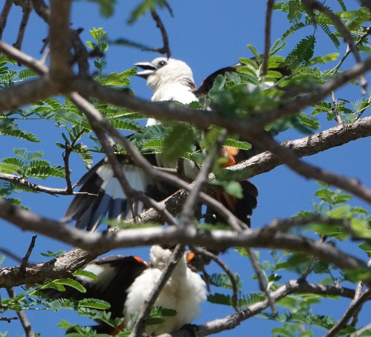 White-headed Buffalo-Weaver - ML620340737