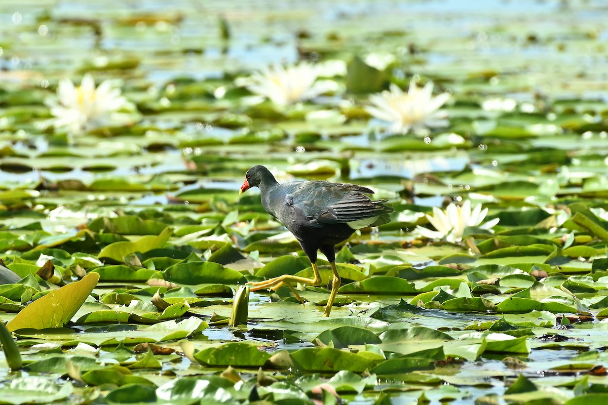 Purple Gallinule - ML620340739