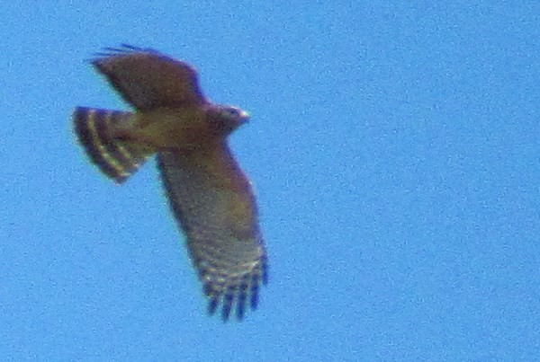 Accipitridae sp. (hawk sp.) - ML620340749