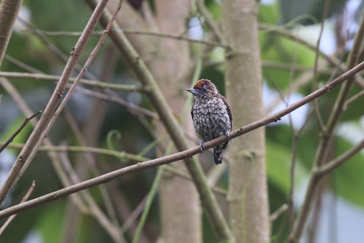 Scaled Piculet - ML620340751