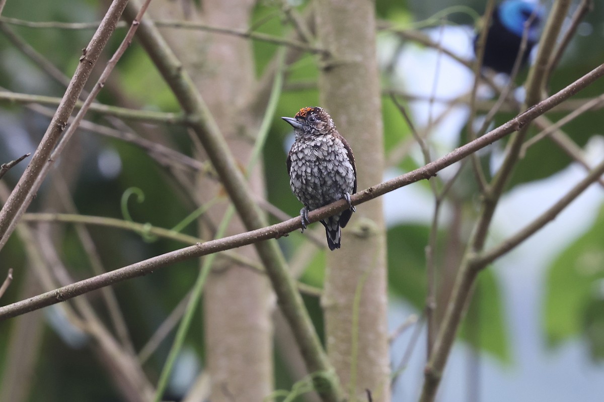 Scaled Piculet - ML620340753