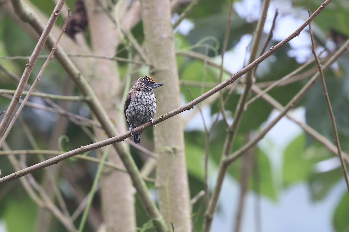 Scaled Piculet - ML620340755