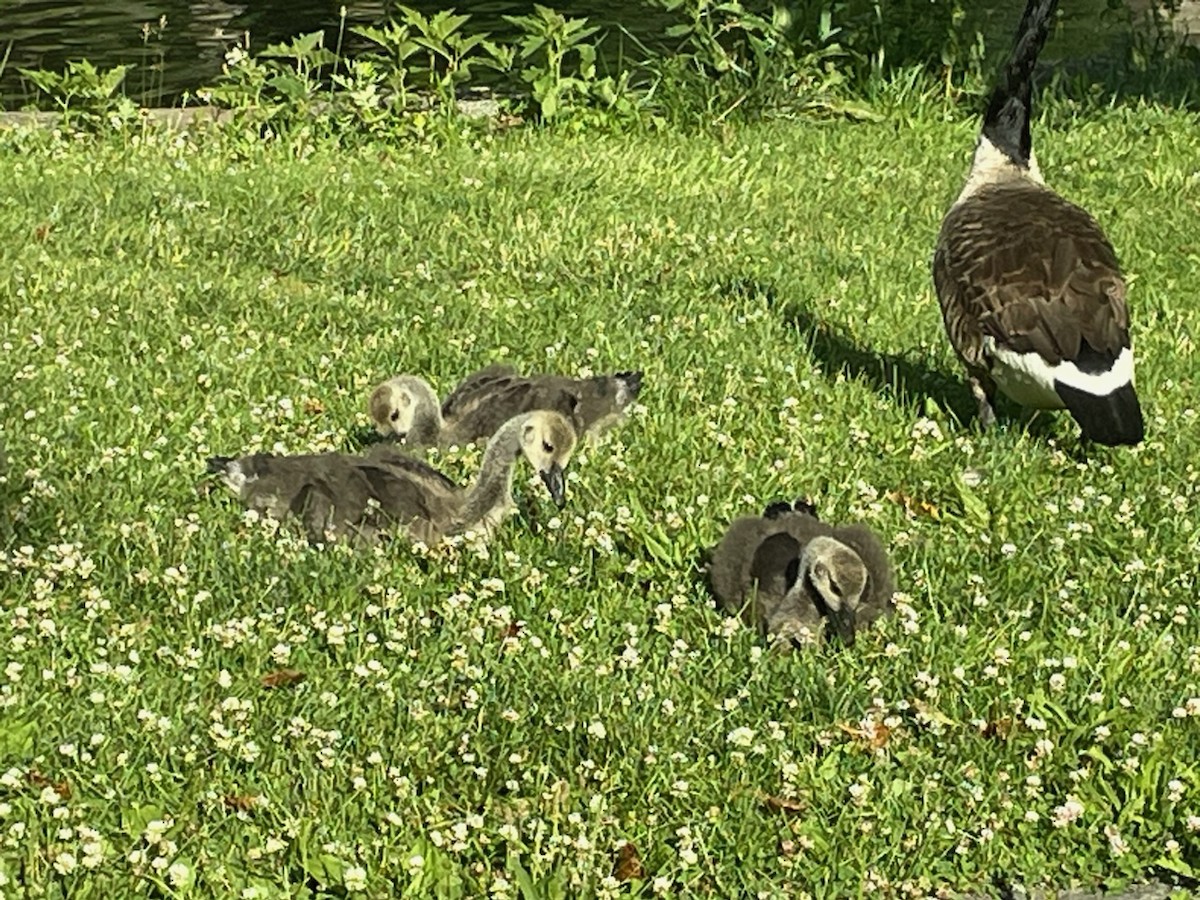 Canada Goose - ML620340757